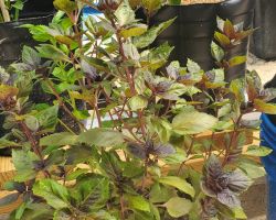 Basil - Purple Dark Opal