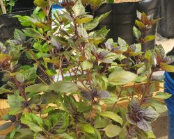 Basil - Purple Dark Opal