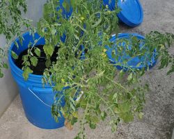 Cherry tomato experiment
