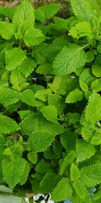 Lemon balm