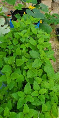 Lemon balm