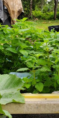 Lemon balm