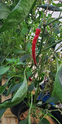 Cayenne Pepper