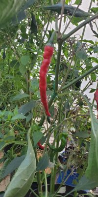 Cayenne Pepper