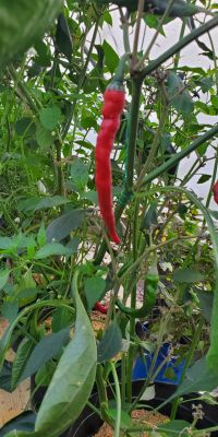 Cayenne Pepper