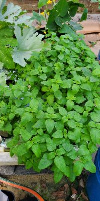 Lemon balm