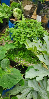 Lemon balm and peppermint