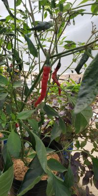 Cayenne Peppers