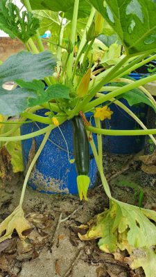 Fordhook Zucchini - Summer Squash