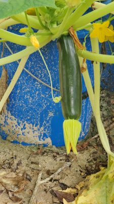 Fordhook Zucchini - Summer Squash