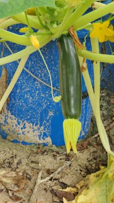 Fordhook Zucchini - Summer Squash