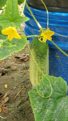 Pickle Barrel Hybrid cucumbers