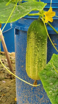 Pickle Barrel Hybrid cucumbers