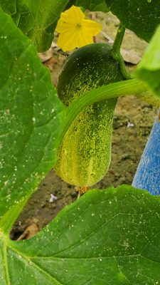 Pickle Barrel Hybrid cucumbers
