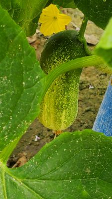 Pickle Barrel Hybrid cucumbers