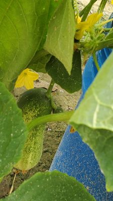 Pickle Barrel Hybrid cucumbers