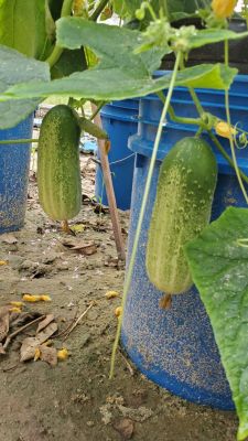 Pickle Barrel Hybrid cucumbers