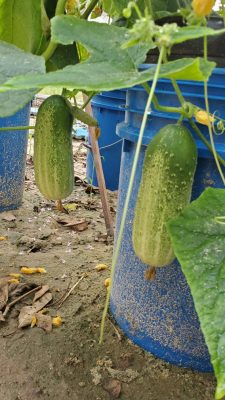 Pickle Barrel Hybrid cucumbers