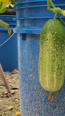 Pickle Barrel Hybrid cucumbers