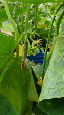 Pickle Barrel Hybrid cucumbers
