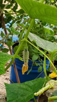 Pickle Barrel Hybrid cucumbers