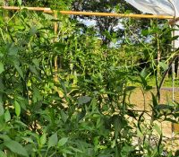 Cayenne Peppers Cayenne Peppers