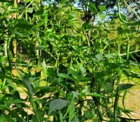 Cayenne Peppers Cayenne Peppers