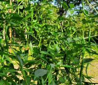 Cayenne Peppers Cayenne Peppers