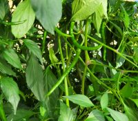 Cayenne Peppers