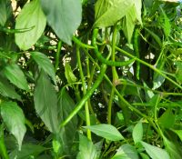 Cayenne Peppers