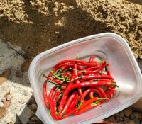 Harvesting some peppers
