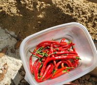 Harvesting some peppers