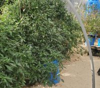 Group shot of different plants.