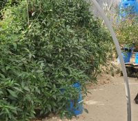 Group shot of different plants.