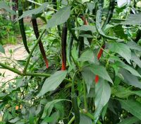 Cayenne Peppers Cayenne Peppers