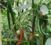 Cayenne Peppers Cayenne Peppers