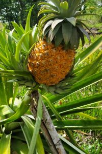 Pineapple!