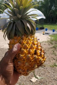 Pineapple!