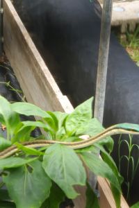 Snake in the hoophouse