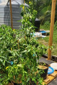 Jalapeno plant 6ft tall