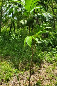 Breadfruit tree
