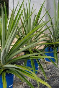 Hydroponic Pineapples