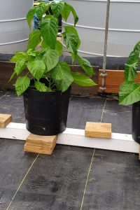 Habanero pepper plants