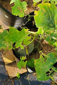 Cantaloupe being eaten by squash beetles