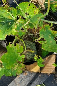 Cantaloupe being eaten by squash beetles