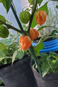 Habanero plant