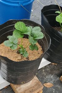 Strawberry plant