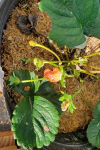 Strawberry eaten by squash beetle