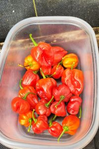 Harvested Habaneros