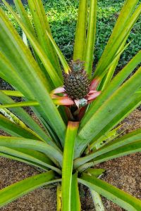 Pineapple